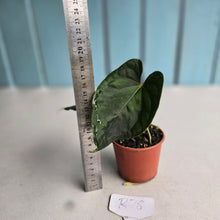 Load image into Gallery viewer, #R78 Dark Anthurium NOID