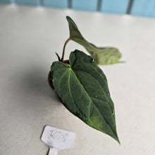 Load image into Gallery viewer, #R78 Dark Anthurium NOID