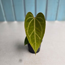 Load image into Gallery viewer, #R48 Anthurium NOID - With 2 x Pups