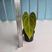 Load image into Gallery viewer, #R48 Anthurium NOID - With 2 x Pups