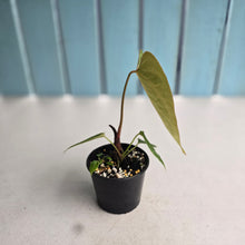 Load image into Gallery viewer, #R48 Anthurium NOID - With 2 x Pups