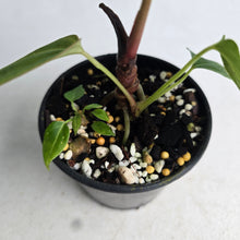 Load image into Gallery viewer, #R48 Anthurium NOID - With 2 x Pups
