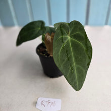 Load image into Gallery viewer, #R776 Anthurium NOID - With 2 x Pups