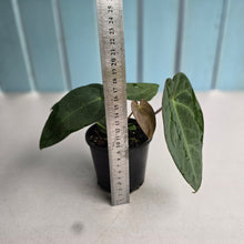 Load image into Gallery viewer, #R776 Anthurium NOID - With 2 x Pups