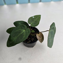 Load image into Gallery viewer, #R776 Anthurium NOID - With 2 x Pups