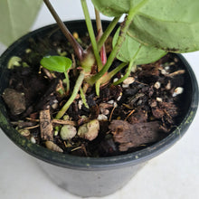 Load image into Gallery viewer, #R776 Anthurium NOID - With 2 x Pups