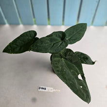 Load image into Gallery viewer, #D998 Three x Headed Anthurium NOID