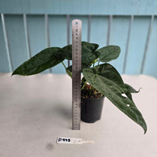 Load image into Gallery viewer, #D998 Three x Headed Anthurium NOID