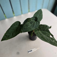 Load image into Gallery viewer, #D998 Three x Headed Anthurium NOID