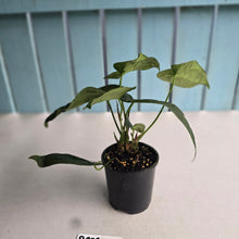 Load image into Gallery viewer, #D998 Three x Headed Anthurium NOID