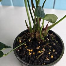 Load image into Gallery viewer, #D998 Three x Headed Anthurium NOID