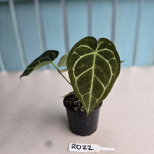 Load image into Gallery viewer, #RD22 Three x Headed Anthurium Crystallinum x