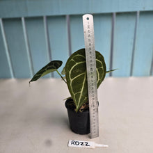 Load image into Gallery viewer, #RD22 Three x Headed Anthurium Crystallinum x