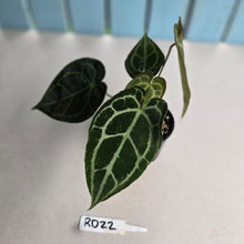 Load image into Gallery viewer, #RD22 Three x Headed Anthurium Crystallinum x