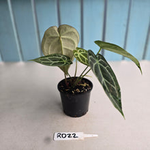 Load image into Gallery viewer, #RD22 Three x Headed Anthurium Crystallinum x