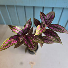 Load image into Gallery viewer, #P60 Strobilanthes Dyerianus - Persian Shield