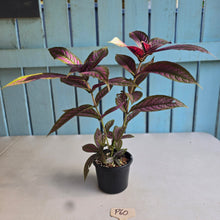 Load image into Gallery viewer, #P60 Strobilanthes Dyerianus - Persian Shield