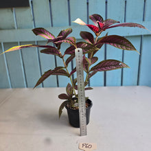 Load image into Gallery viewer, #P60 Strobilanthes Dyerianus - Persian Shield