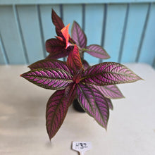Load image into Gallery viewer, #H32 Strobilanthes Dyerianus - Persian Shield