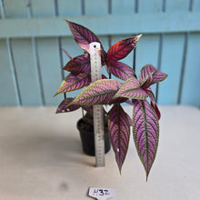 Load image into Gallery viewer, #H32 Strobilanthes Dyerianus - Persian Shield