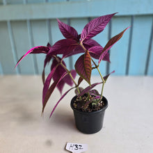 Load image into Gallery viewer, #H32 Strobilanthes Dyerianus - Persian Shield