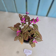 Load image into Gallery viewer, #J554 Sonerila Maculata