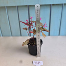 Load image into Gallery viewer, #J554 Sonerila Maculata