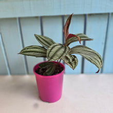 Load image into Gallery viewer, #G3 Medinilla Gregori Hambali