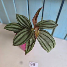 Load image into Gallery viewer, #G3 Medinilla Gregori Hambali