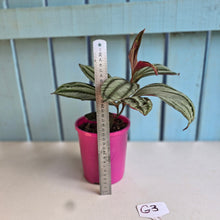 Load image into Gallery viewer, #G3 Medinilla Gregori Hambali