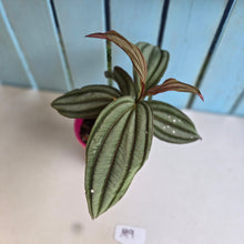 Load image into Gallery viewer, #M9 Medinilla Gregori Hambali