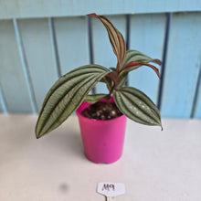 Load image into Gallery viewer, #M9 Medinilla Gregori Hambali