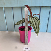 Load image into Gallery viewer, #M9 Medinilla Gregori Hambali