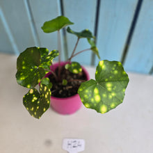 Load image into Gallery viewer, #H24 Farfugium Japonicum 'Gold Spotted Leopard Plant'