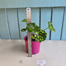 Load image into Gallery viewer, #H24 Farfugium Japonicum 'Gold Spotted Leopard Plant'