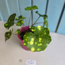 Load image into Gallery viewer, #H24 Farfugium Japonicum 'Gold Spotted Leopard Plant'