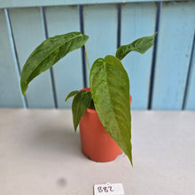 Load image into Gallery viewer, #B82 Anthurium Dolichostachyum - With Pup