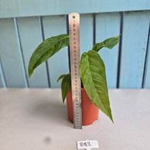 Load image into Gallery viewer, #B82 Anthurium Dolichostachyum - With Pup