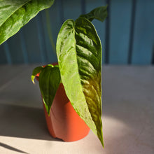 Load image into Gallery viewer, #B82 Anthurium Dolichostachyum - With Pup