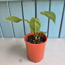 Load image into Gallery viewer, #B82 Anthurium Dolichostachyum - With Pup