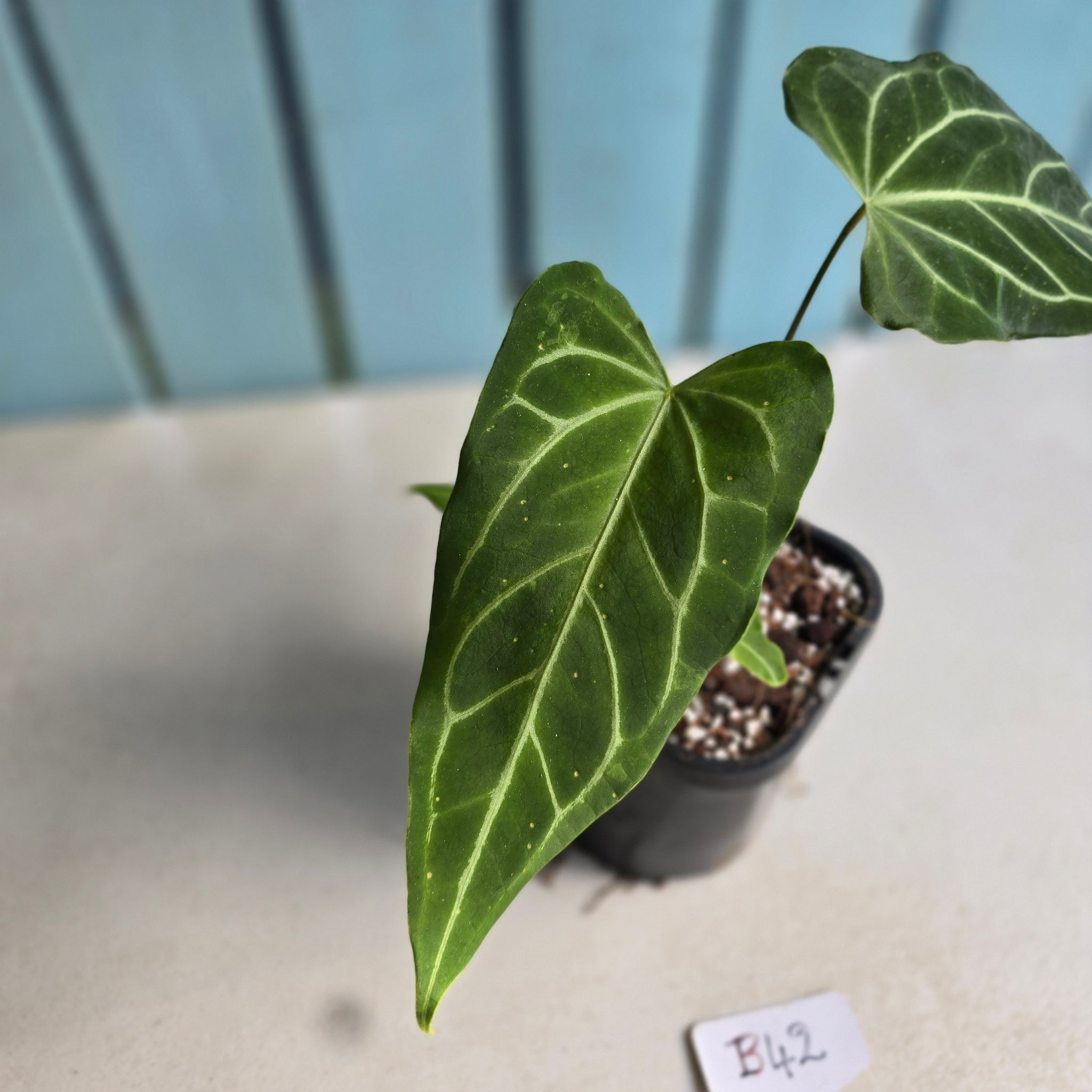 arrow anthurium B42 Arrow Shaped Anthurium Crystallinum x