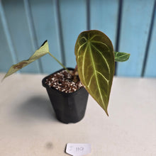 Load image into Gallery viewer, #i119 Cupped Anthurium Forgetii x