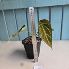 Load image into Gallery viewer, #i119 Cupped Anthurium Forgetii x