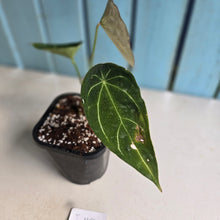 Load image into Gallery viewer, #i119 Cupped Anthurium Forgetii x