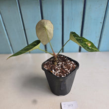 Load image into Gallery viewer, #i119 Cupped Anthurium Forgetii x