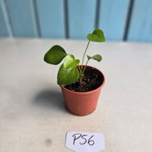 Load image into Gallery viewer, #P56 Anthurium Cerrobaulense Seedling