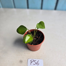 Load image into Gallery viewer, #P56 Anthurium Cerrobaulense Seedling