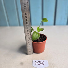 Load image into Gallery viewer, #P56 Anthurium Cerrobaulense Seedling