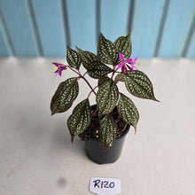 Load image into Gallery viewer, #R120 Sonerila Maculata