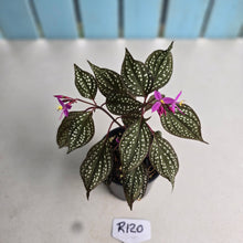 Load image into Gallery viewer, #R120 Sonerila Maculata